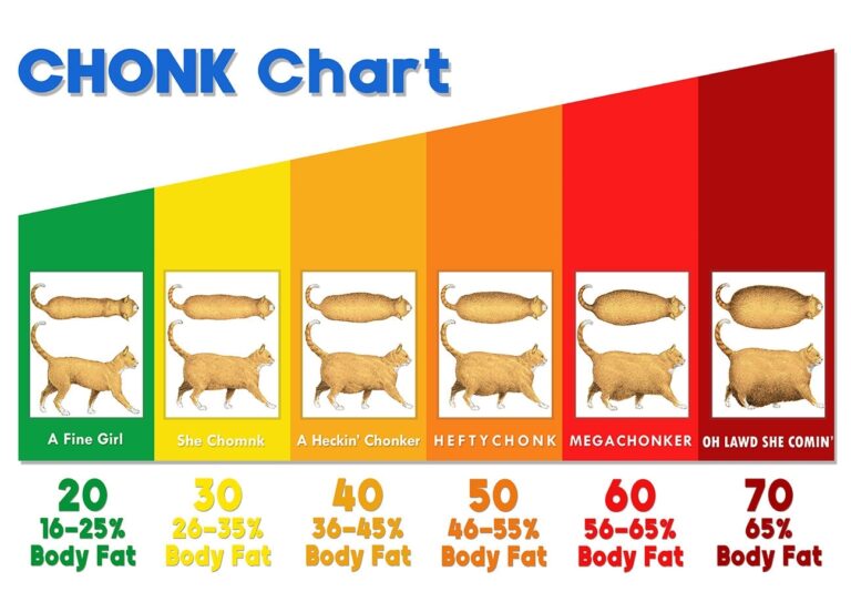 The Chonk Chart female Cat Weight Gain Poster Veterinary Wall Art Funny And Cute Animals Art Print Wall Decor Etsy