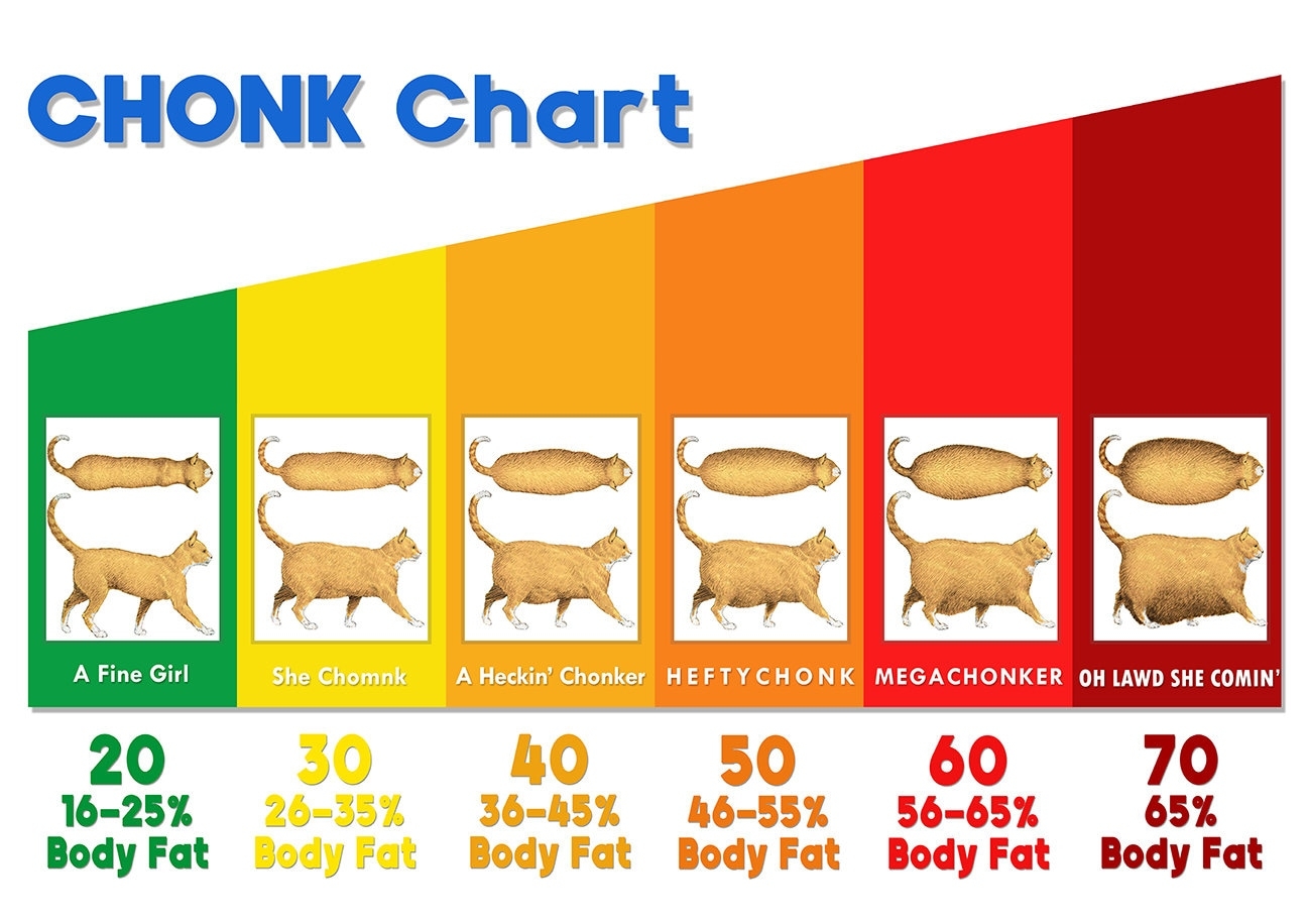 The Chonk Chart female Cat Weight Gain Poster Veterinary Wall Art Funny And Cute Animals Art Print Wall Decor Etsy The Chonk Chart female Cat Weight Gain Poster Veterinary Wall Art Funny And Cute Animals Art Print Wall Decor Etsy