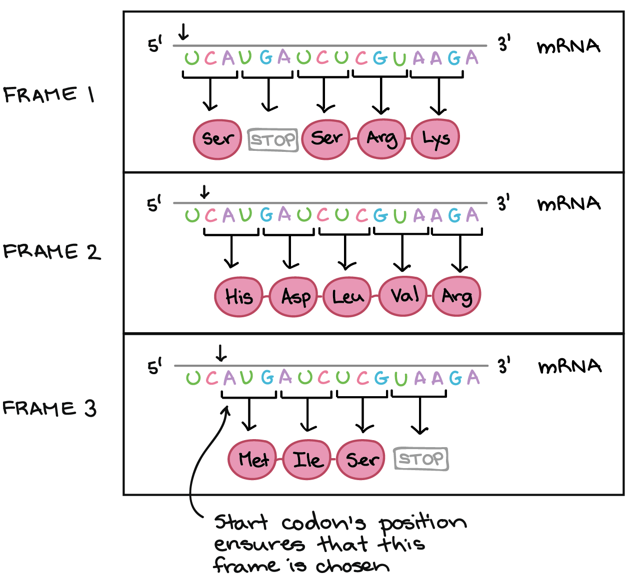 The Genetic Code Codon Table article Khan Academy The Genetic Code Codon Table article Khan Academy