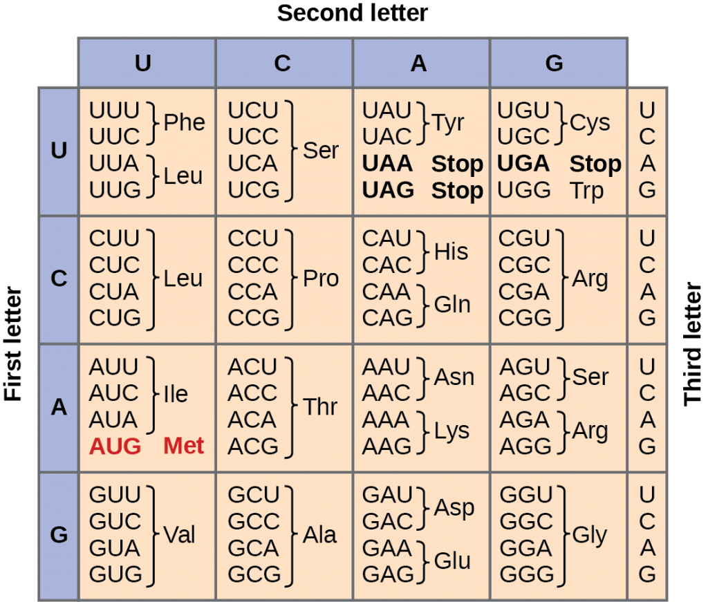 The Genetic Code MHCC Biology 112 Biology For Health Professions The Genetic Code MHCC Biology 112 Biology For Health Professions