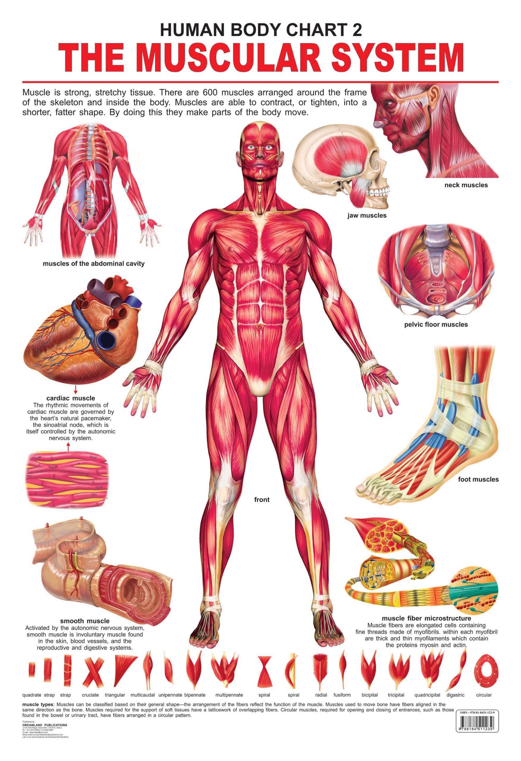 The Muscular System