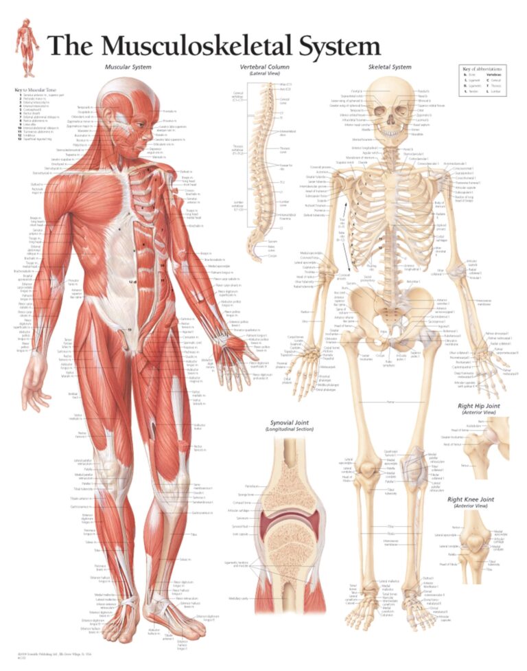 The Musculoskeletal System Scientific Publishing
