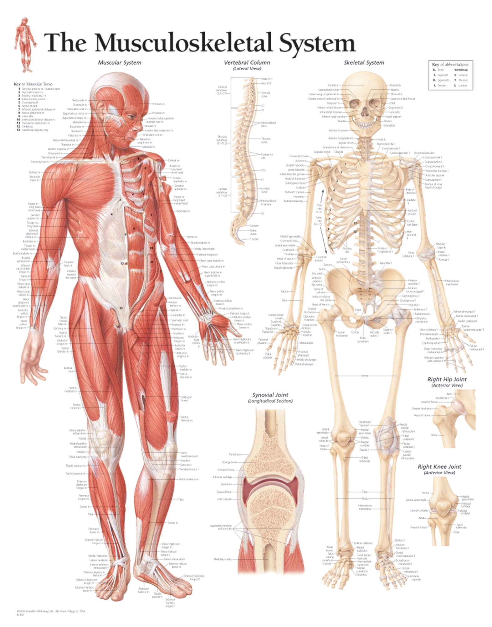 The Musculoskeletal System Scientific Publishing The Musculoskeletal System Scientific Publishing