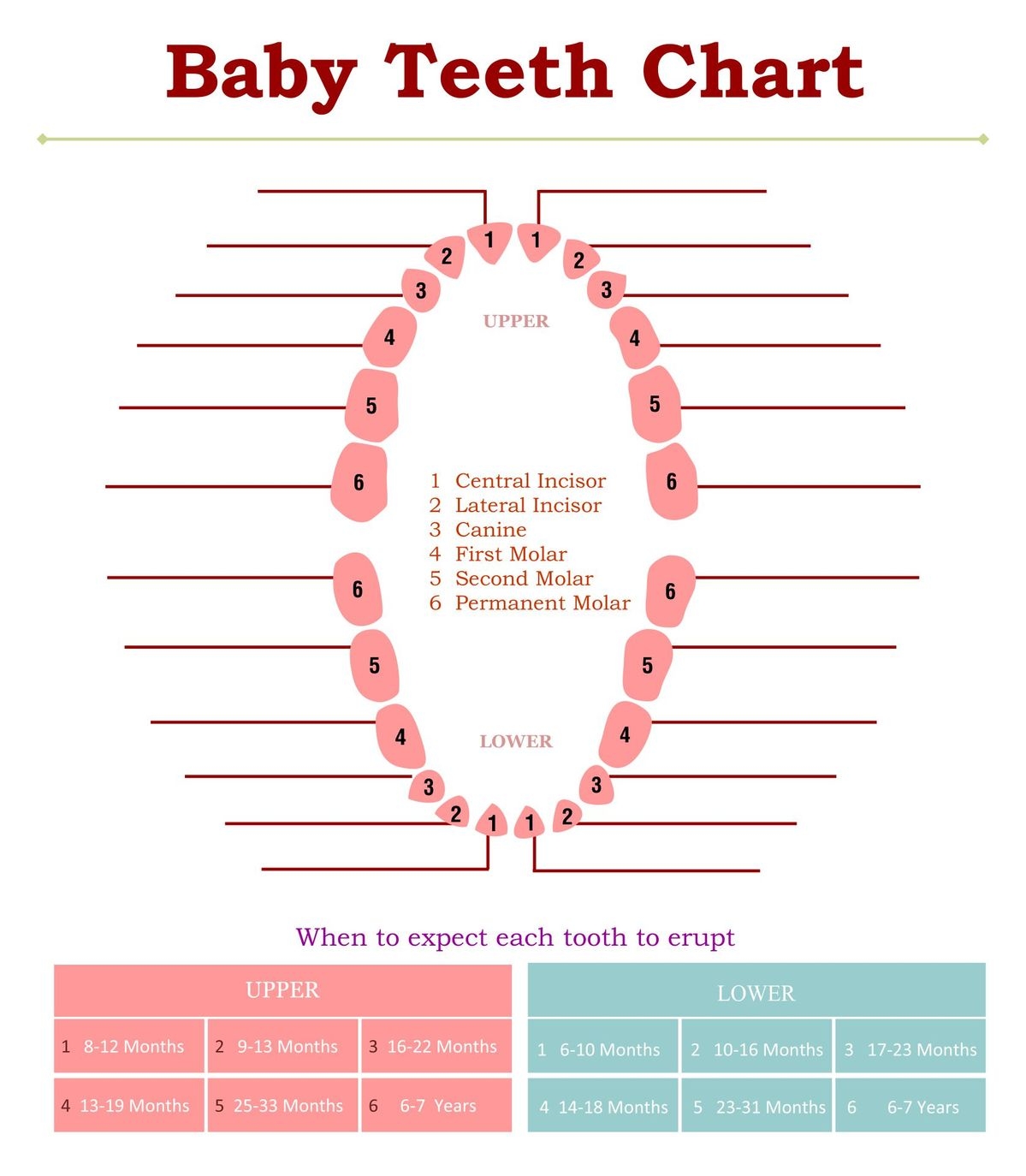 Primary Teeth Dental Printable Dentigram Chart