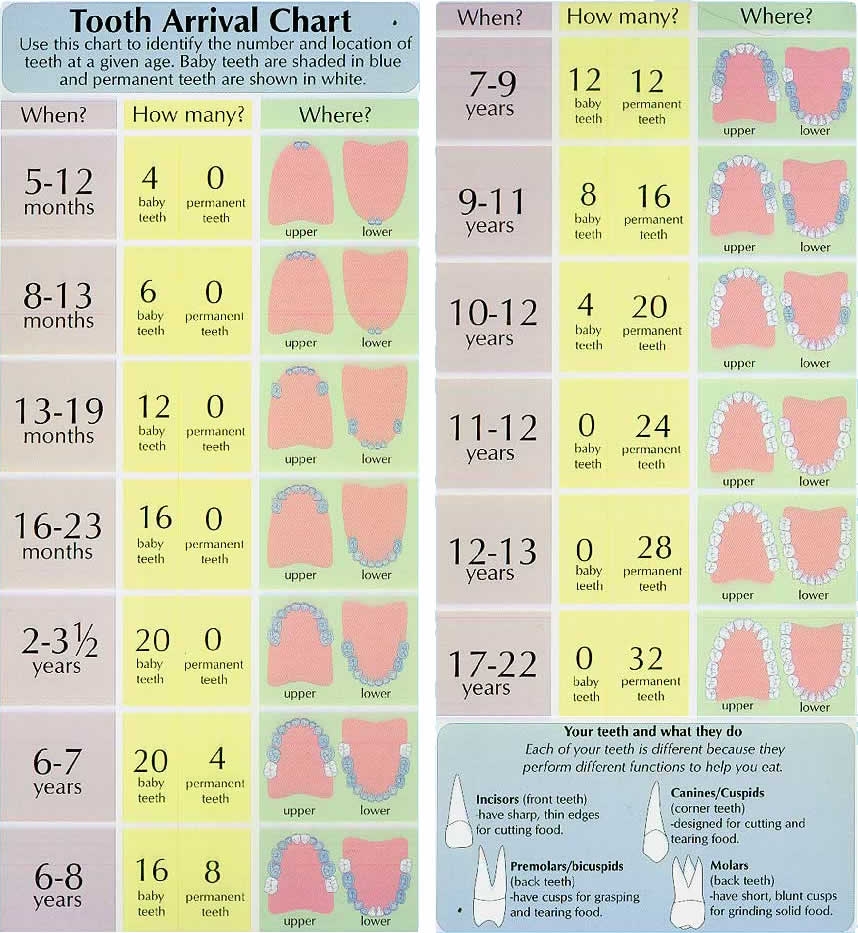 Tooth Eruption Chart Langwinska Dentistry Tooth Eruption Chart Langwinska Dentistry