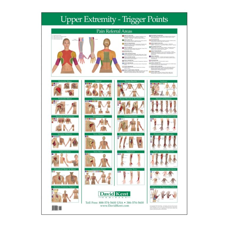 Trigger Point Chart Upper Extremity W41172UE Kent Health Systems Trigger Point Chart Upper Extremity Th rapie Librairie 3B Scientific
