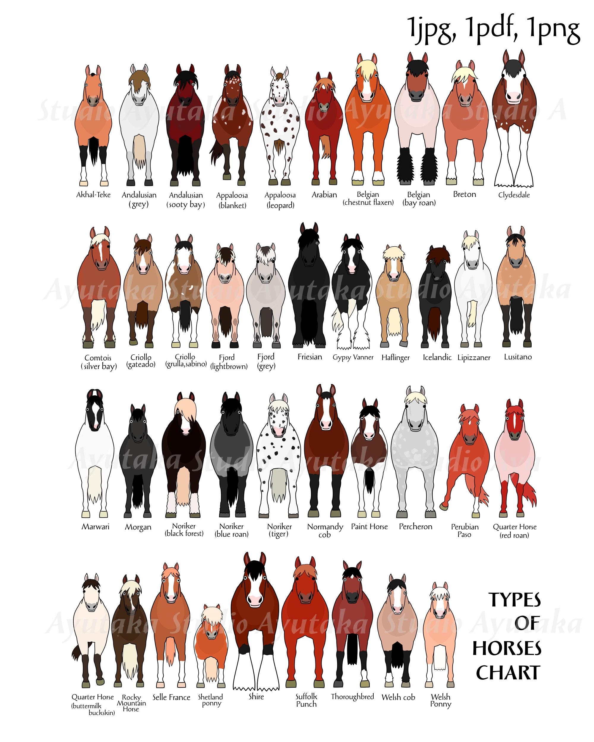 Types Of Horses Chart Cartoon Horse Chart Digital Design Jpg Pdf Png 16 20 Illustration Digital Drawing Handmade Etsy
