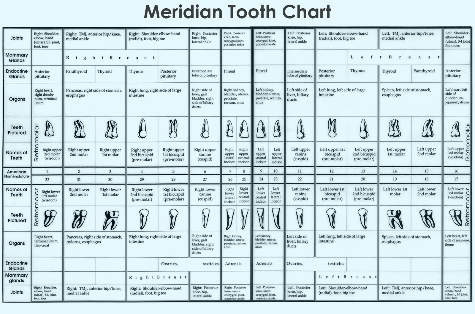 Understanding The Meridian Tooth Chart Best ToothPaste