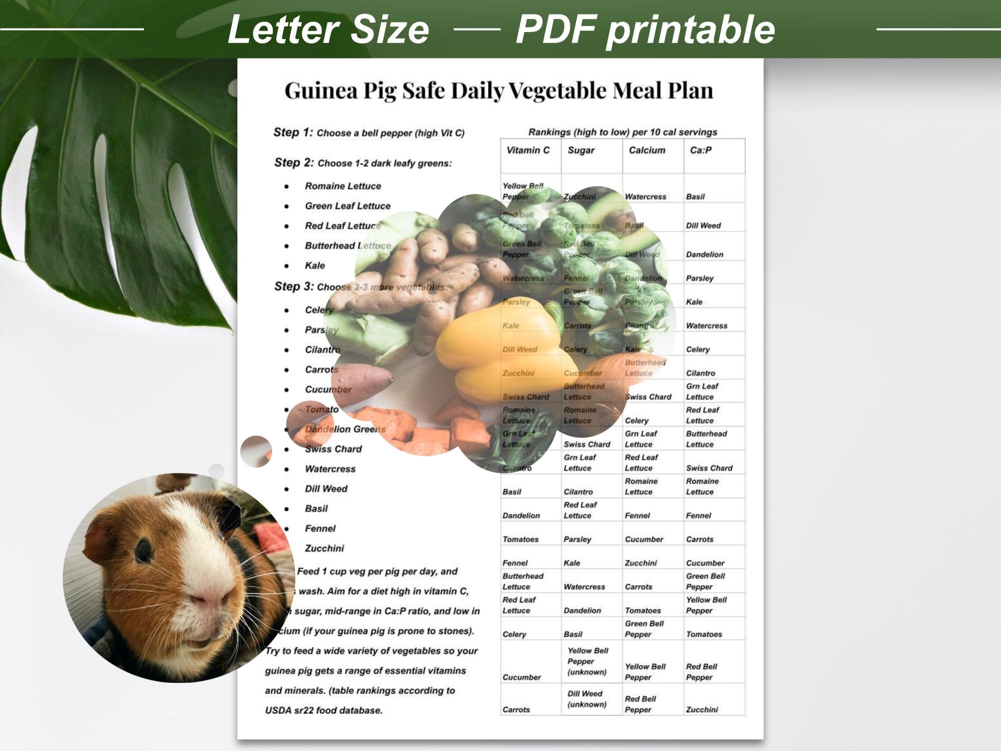 Veggies List Of Safe Foods For Guinea Pigs Printable Safe Guinea Pig Foods Vegetables Guinea Pig Veggies List Of Safe Foods For Guinea Pigs Printable Safe Guinea Pig Foods Vegetables Guinea Pig