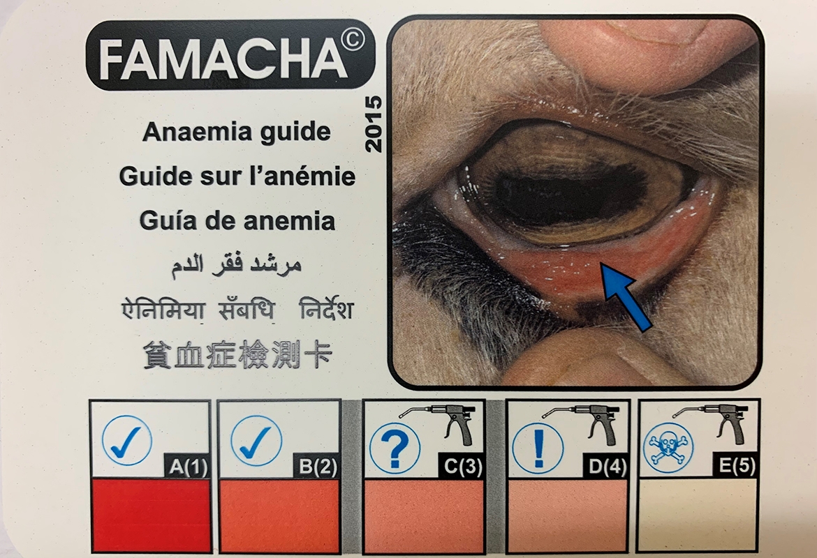 Veterinary Viewpoints Controlling Internal Parasites In Sheep And Goats Oklahoma State University