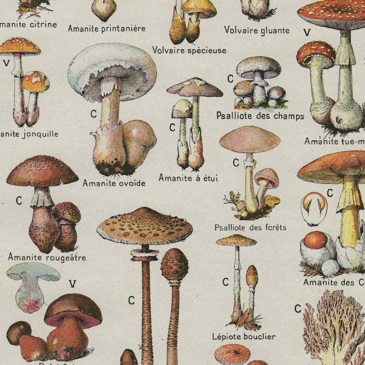 Vintage Mushroom Poster Edible And Poisonous Mushroom Identification Chart 1910 EBay
