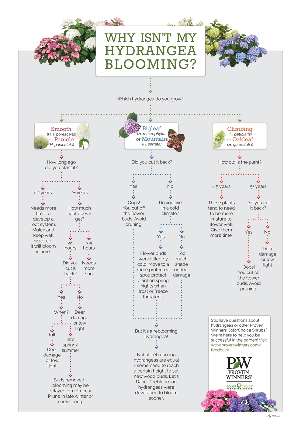 Why Aren t My Hydrangeas Blooming 24x34 Poster Proven Winners
