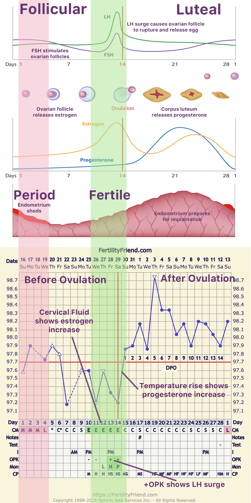 Your Cycle Phases
